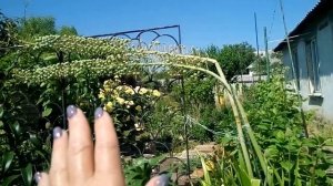 Эремурусы. Внимание после цветения, размножение, правила жизни.