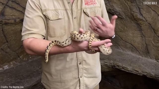 10 SNAKES With INCREDIBLE CAMOUFLAGE ? смотреть онлайн