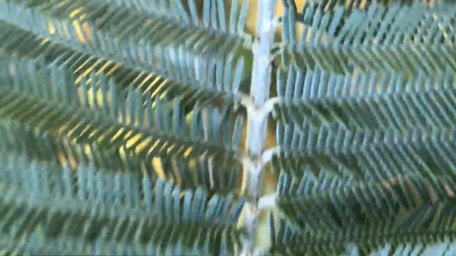 Silver wattle / Mimosa - twig & leaves - February 2021 смотреть онлайн