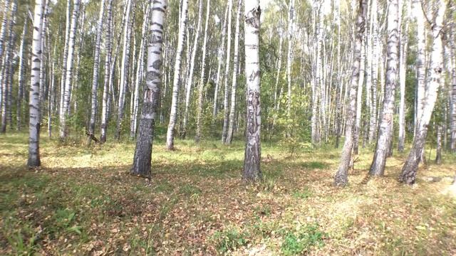 Осенний лес_2. Съемка с помощью Hohem iSteady Mobile+ и широкоугольного объектива Apexel. смотреть онлайн