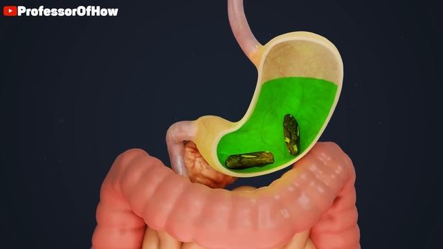 How Digestive System Works? (3D Animation) смотреть онлайн