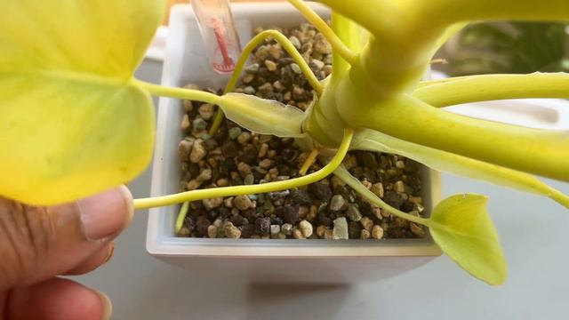 Do THIS to Grow Bigger, Stronger Houseplants смотреть онлайн