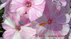 Флокс метельчатый Пикассо (phlox paniculata picasso) ? обзор: как сажать, рассада флокса Пикассо