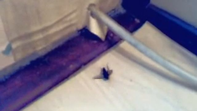 Танец под дихлофосом. смотреть онлайн