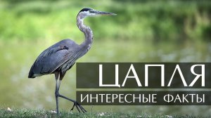 Цапля. Интересные факты