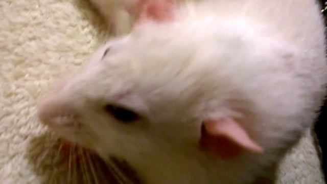 The white rat Bob -- Белая крыса Боб смотреть онлайн