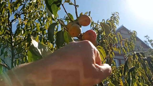 Хурма из косточки. 7лет ожидания и невероятный урожай. смотреть онлайн