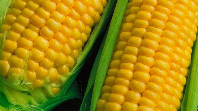 ЛУЧШИЕ СОРТА КУКУРУЗЫ || КАКУЮ КУКУРУЗЫ ПОСАДИТЬ смотреть онлайн