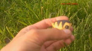 САМОДЕЛЬНЫЙ ПОПЕР ХОРВАТСКОЕ ЯЙЦО