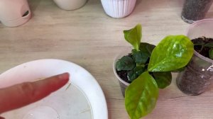 Пересадка деток замиокулькаса. Быстро растут в моём универсальном грунте. Размножение листом хорошо