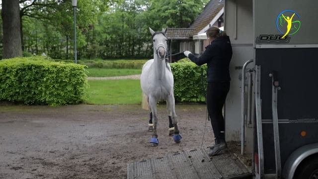 Gefährliches verladen - Pferd musste betäubt werden bevor es die lange Reise antreten konnte смотреть онлайн