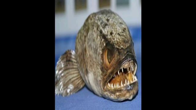 Фантастические создания и где они обитают смотреть онлайн