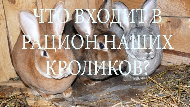 Что входит в рацион наших кроликов?// Чем кормить кроликов? смотреть онлайн
