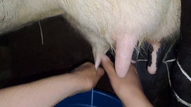 Как подоить корову?Сиыр сауамыз.Ручная дойка!#коровы#дойка #cow #сиыр
