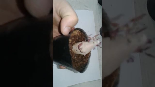 Batat (shirin Kartoshka)