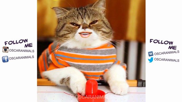 Аэрохоккей | Oscar Animals | Супер кот смотреть онлайн