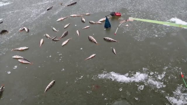 Р. КУБРЬ. Балансир на ОКУНЯ. Lucky John Classik смотреть онлайн