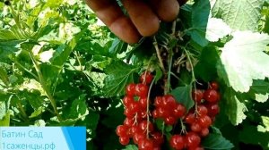 Красная смородина Руднеус