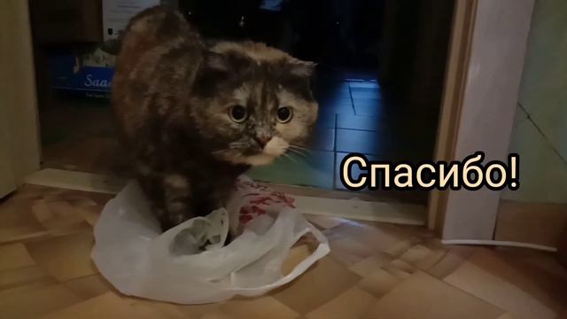 Зачем кошке пакет смотреть онлайн