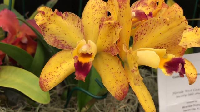 2020 Florida West Coast Orchid Society 75th Anniversary Show and Sale смотреть онлайн