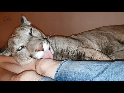 милый Месси. Пума Месси пытается облизать Сашу