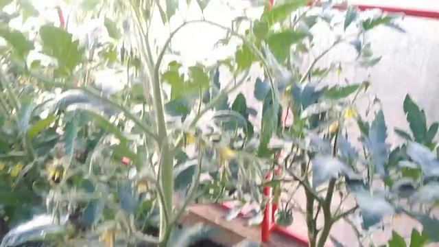 Скорпион томат. смотреть онлайн