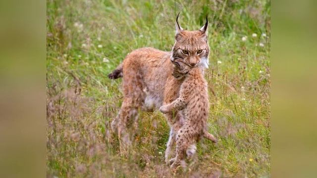 Рассказы о животных. Материнская забота