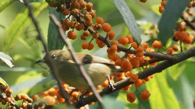 1100405 The plain flowerpecker enjoy the fruit of Edible Debregeasia. смотреть онлайн