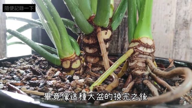 小天使蔓綠絨跟白花天堂鳥的成蟲時期 @txt смотреть онлайн