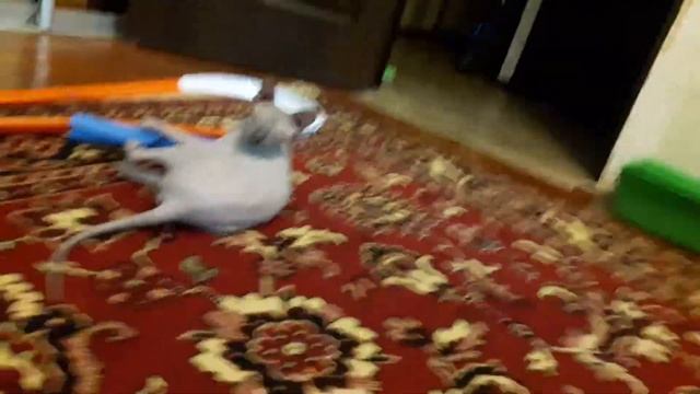 Сфинкс - игривая, домашняя порода!#Коты#Кто такие сфинксы?