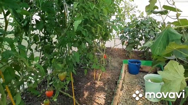 Урожай. Опять клубника. Закрутки. Кустодержатели. смотреть онлайн