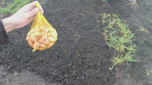 Выращивание крупного лука. Посадка лука. Когда садить лук весной в открытый грунт. Лук Геркулес.