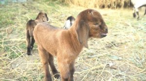Животный мир для детей - Корова, Антилопа, Верблюд, Жираф, Лев, Курица