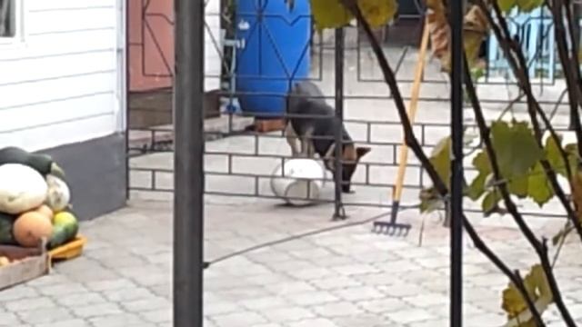 Скатерть самобранка сломалась... смотреть онлайн