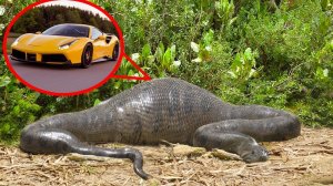 10 Самых Странных Вещей, Найденных Внутри Гигантских Змей