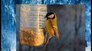 Покормите птиц зимой.