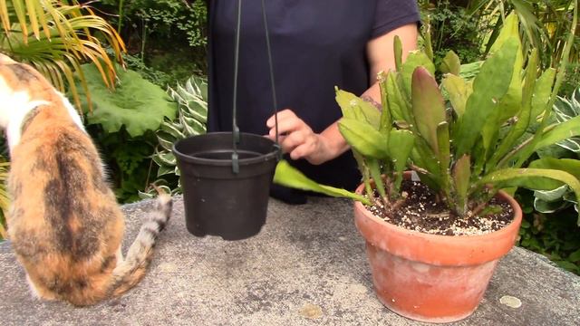 How to Repot an Epiphyllum, Orchid Cactus || Quick & Easy Guide смотреть онлайн