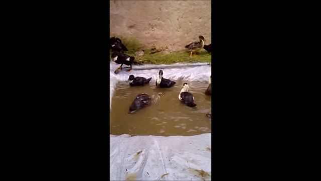 Пруд для уток своими руками# Взвешивание смотреть онлайн