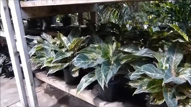 Silk Plants For Indoor Landscaping смотреть онлайн