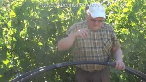 Капельный полив виноградника. Устройство, монтаж, опыт эксплуатации.