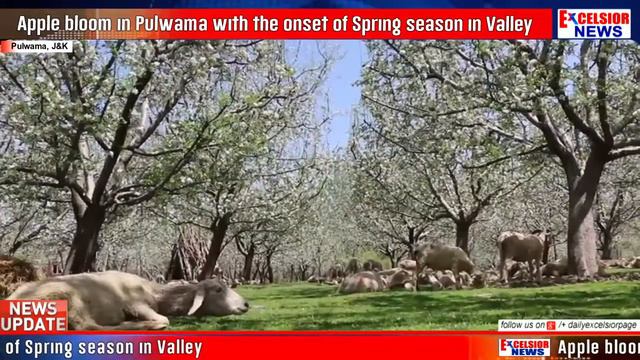 Apple bloom in Pulwama with the onset of Spring season in Valley смотреть онлайн