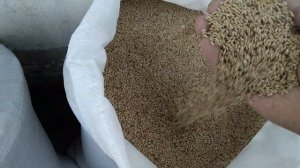 закупил зерна для птиц / чем кормить попугаев/как хранить зерно