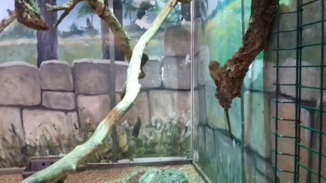 Побывала в крупнейший зоомагазин в мире Zoo Zajac в Duisburg смотреть онлайн