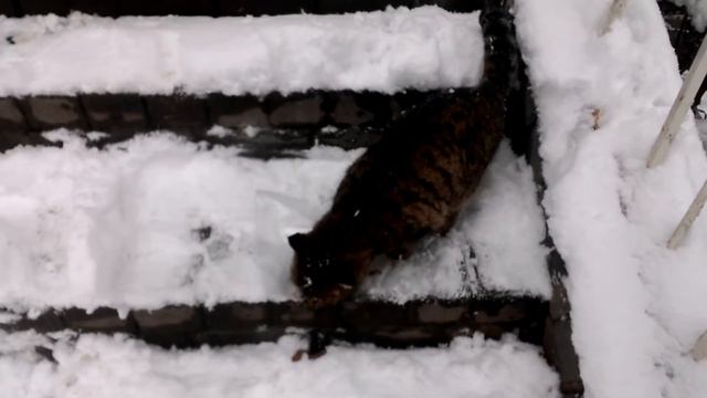 Идет снег кормлю бездомную кошку!It's snowing I'm feeding a stray cat! смотреть онлайн
