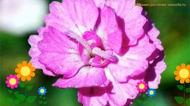 Гвоздика гратианополитанская (серо-голубая). Краткий обзор diantus gratianopolitanus Pink Jewel смотреть онлайн