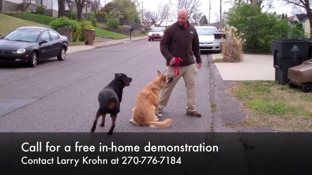 Bruno The Rottweiler Helps Aggressive Dog For Pak Masters Dog Training of Nashville смотреть онлайн