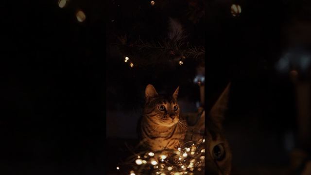 cute cats Funny cats#shorts #cat #pets #funny смотреть онлайн