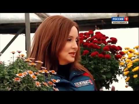 Хранение хризантемы зимой. Шубина Людмила Николаевна. Сад Шубиной. смотреть онлайн