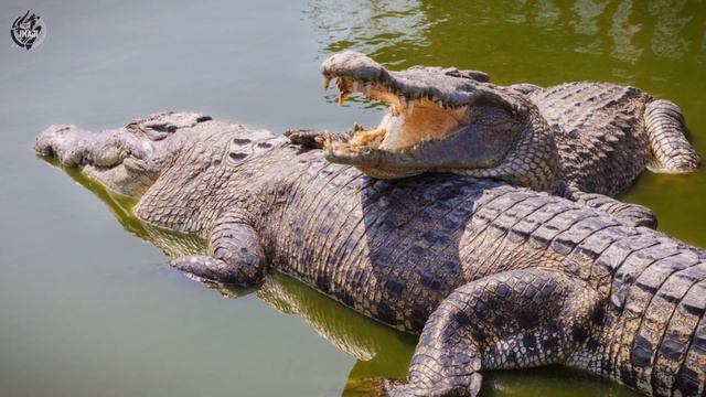 Hampir Mirip!! Buaya Dan Alligator Ternyata Berbeda смотреть онлайн