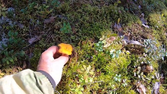 Белые грибы. Боровики. Лисички. Выборгский район. #vladimir_ribachok #грибы #белыегрибы #боровик смотреть онлайн